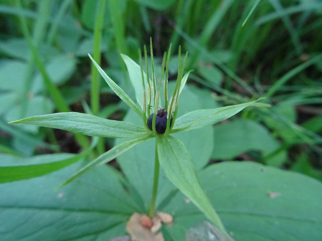 Image of Paris quadrifolia specimen.