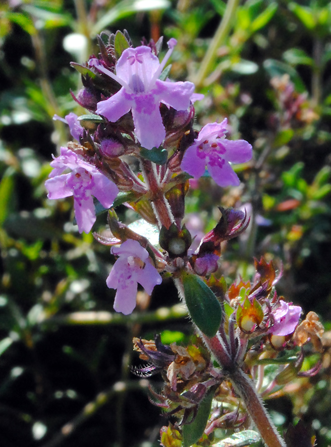 Image of Thymus pulegioides specimen.