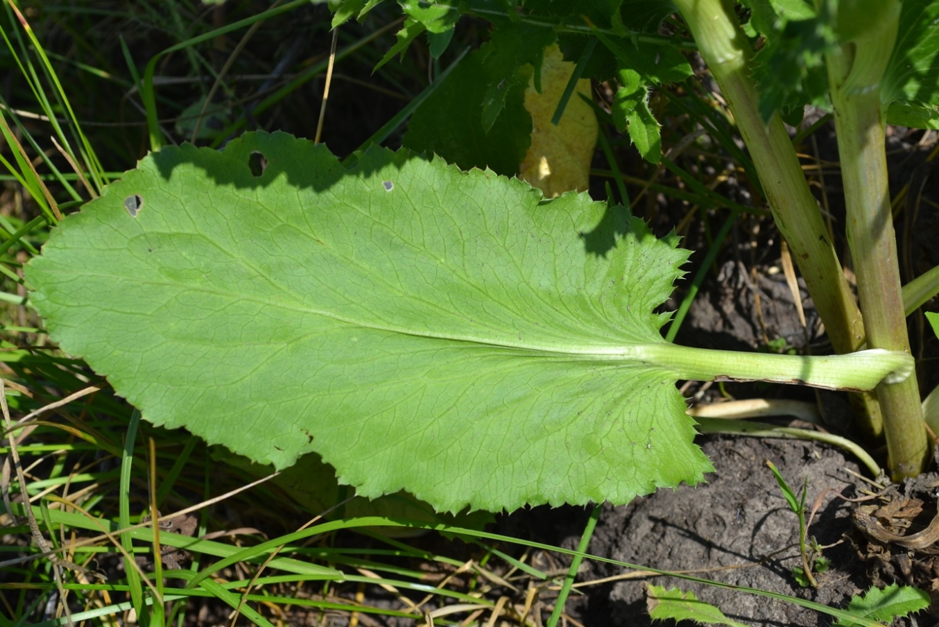 Изображение особи Eryngium planum.