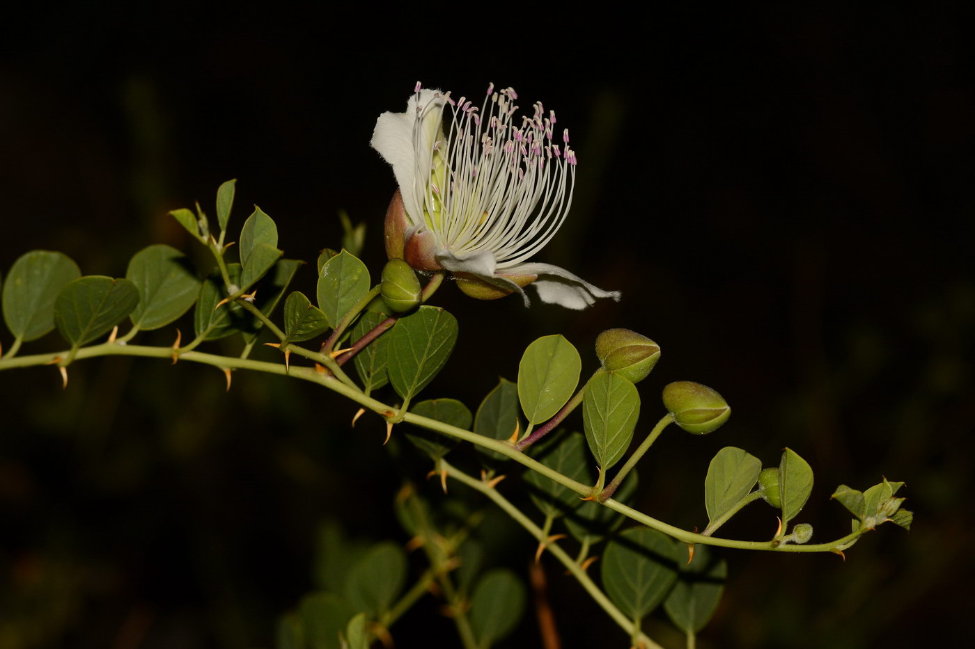 Image of Capparis herbacea specimen.