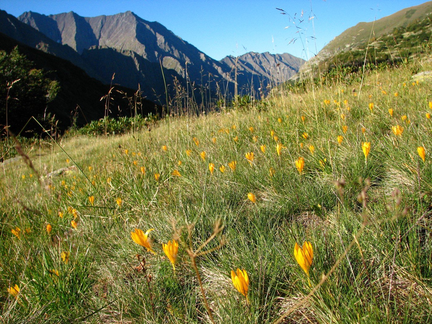 Изображение особи Crocus scharojanii.