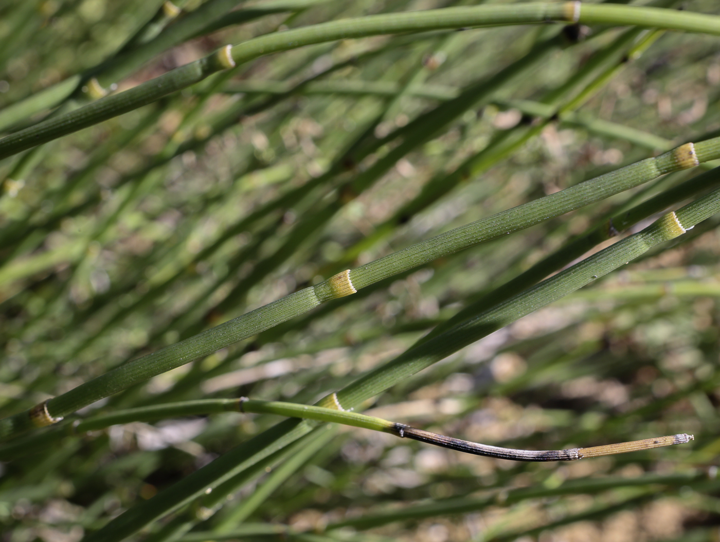 Image of Equisetum &times; moorei specimen.