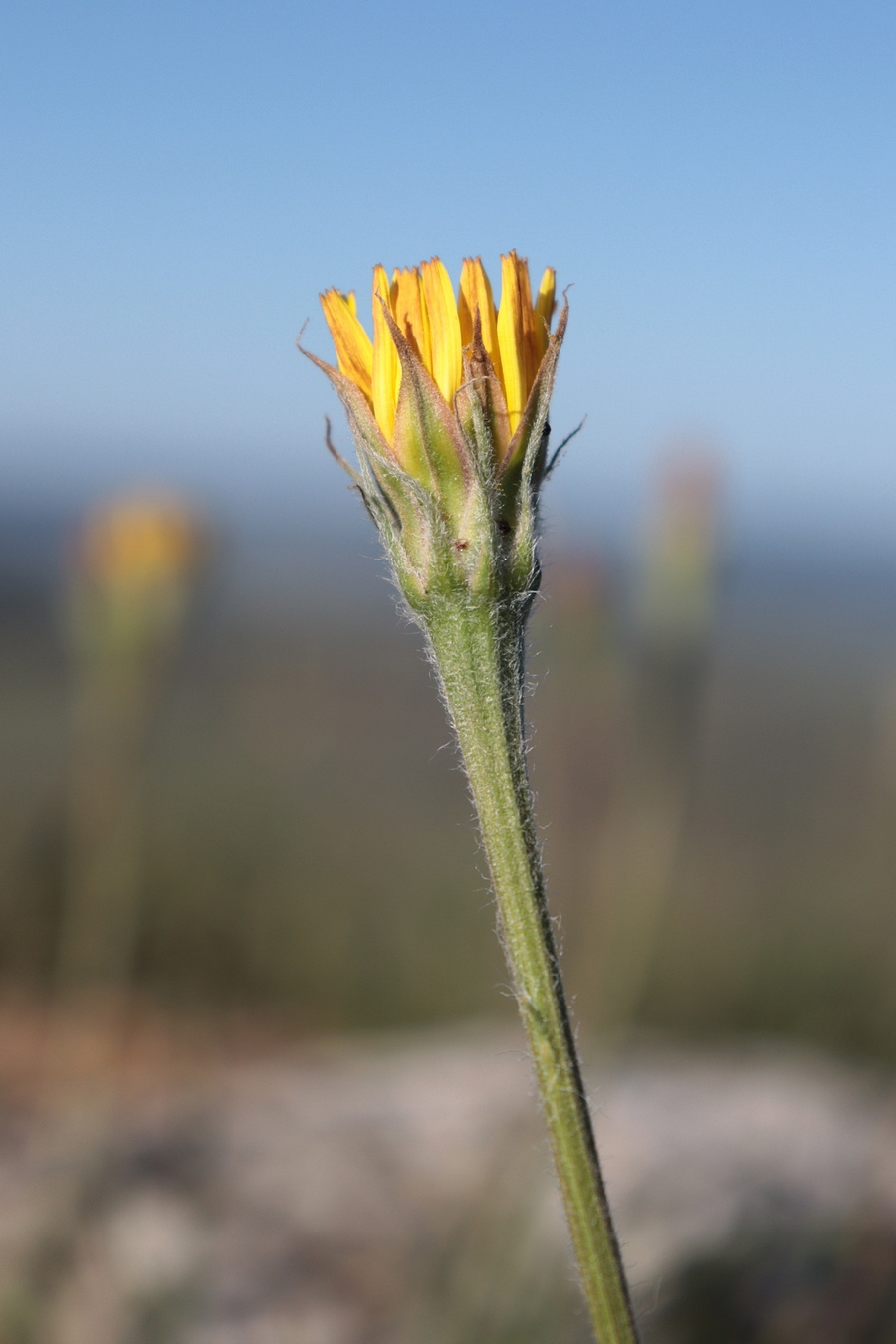 Image of Scorzonera villosa specimen.