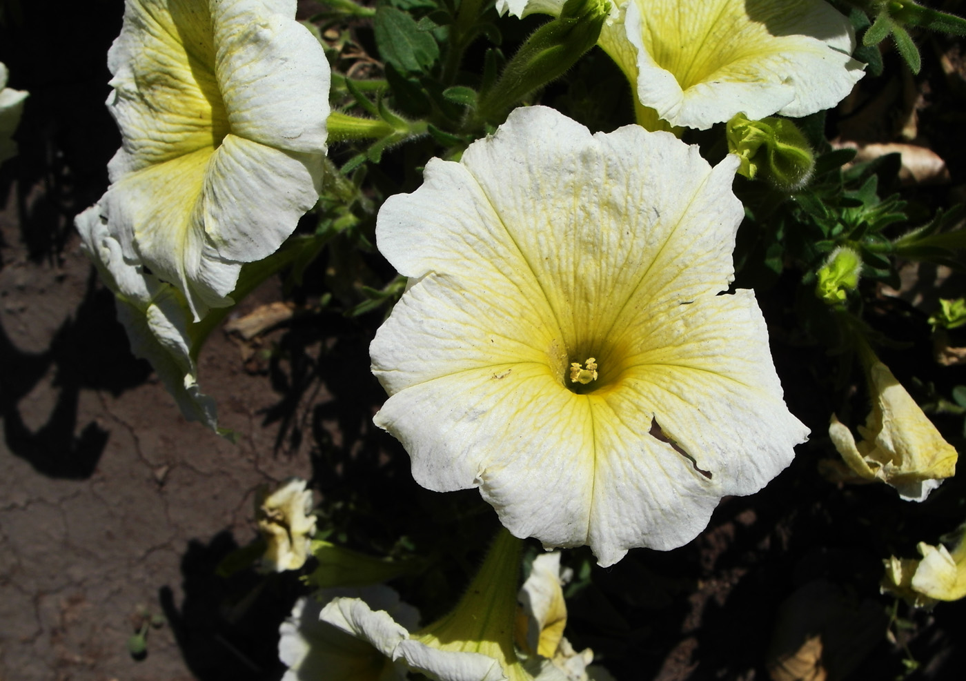 Изображение особи Petunia &times; hybrida.