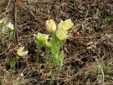 Pulsatilla orientali-sibirica. Цветущие растения. Иркутская обл., Иркутский р-н, окр. дер. Жердовка, поляна в берёзовом лесу. 18.05.2022.