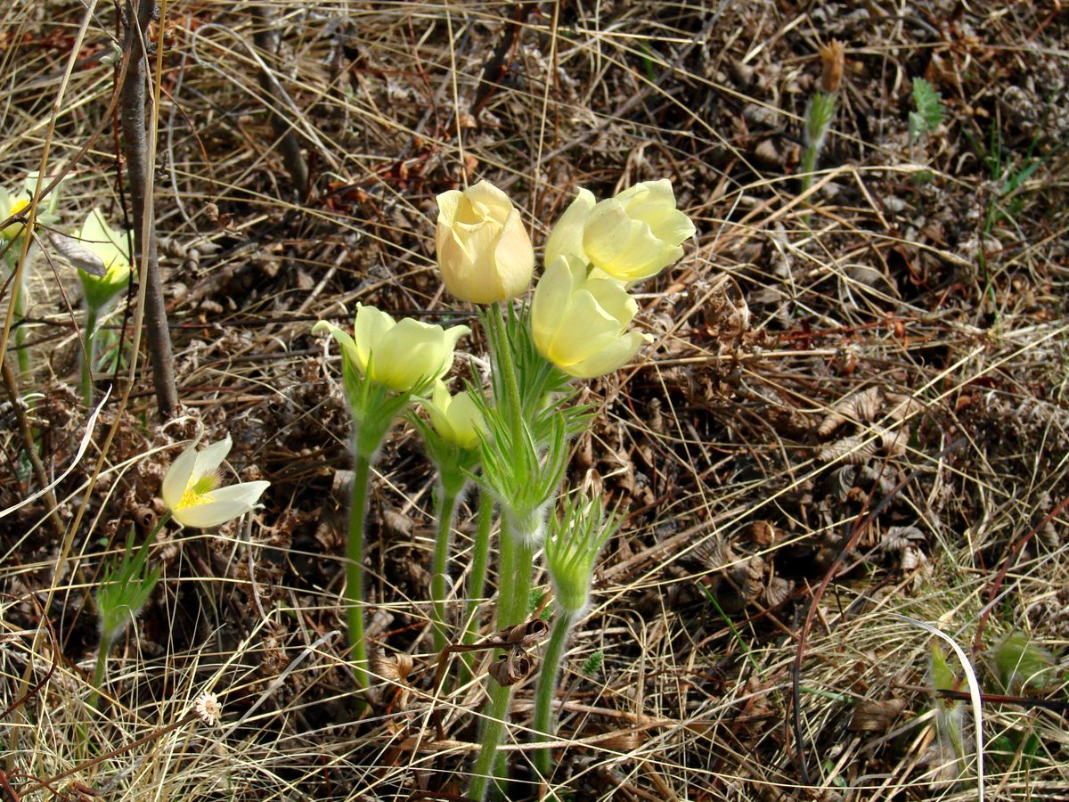 Image of Pulsatilla orientali-sibirica specimen.