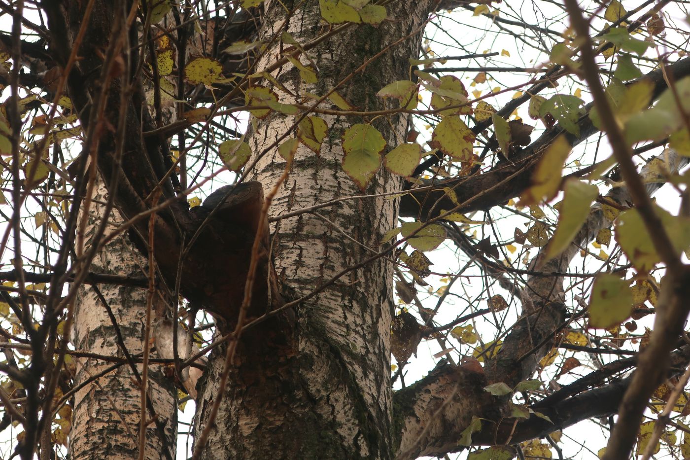 Image of genus Populus specimen.