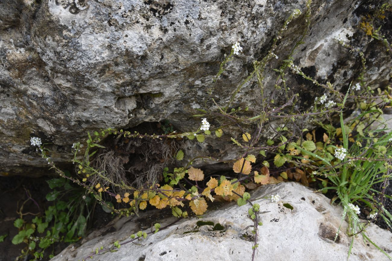 Image of Alliaria taurica specimen.