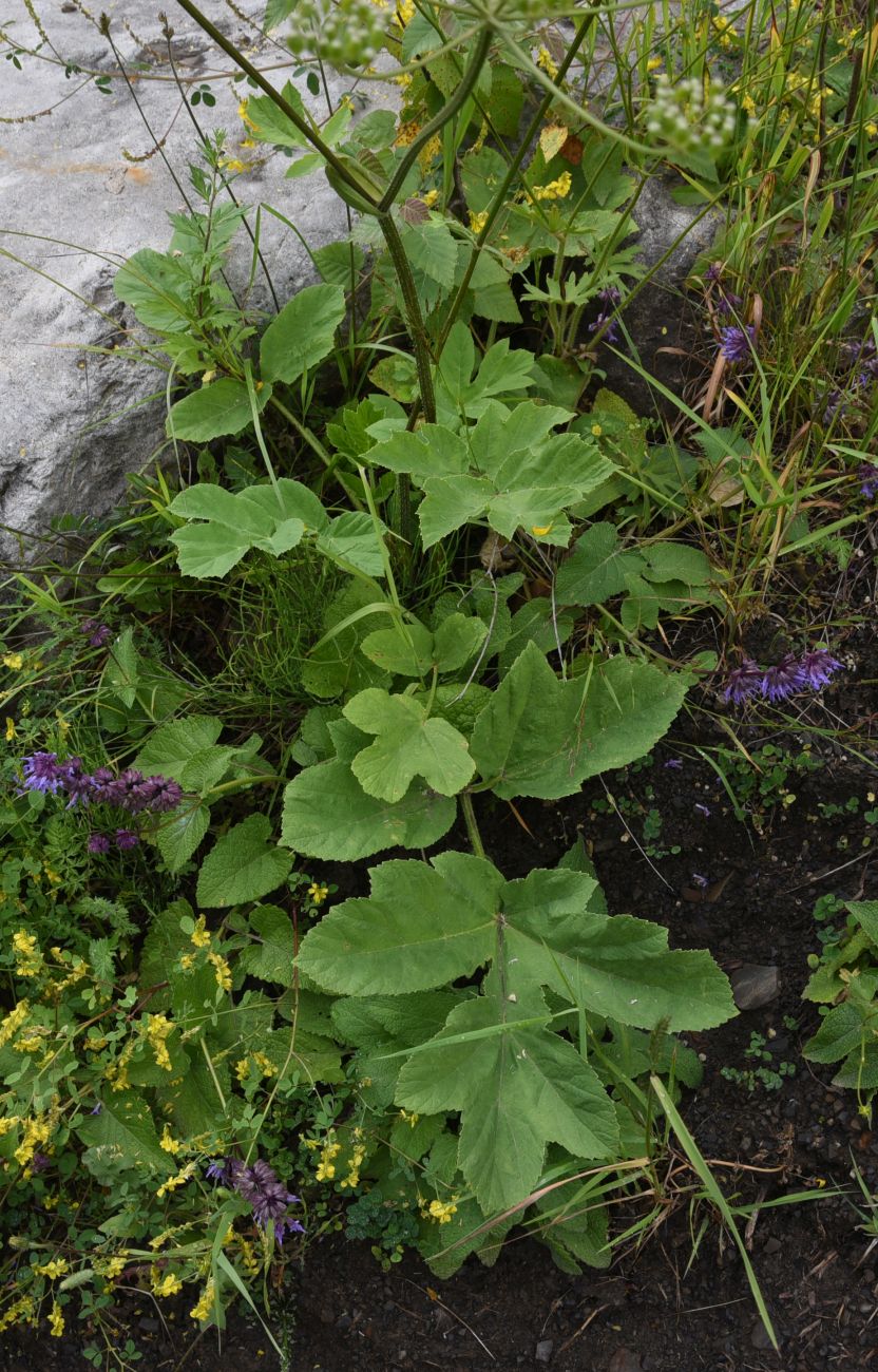 Изображение особи род Heracleum.