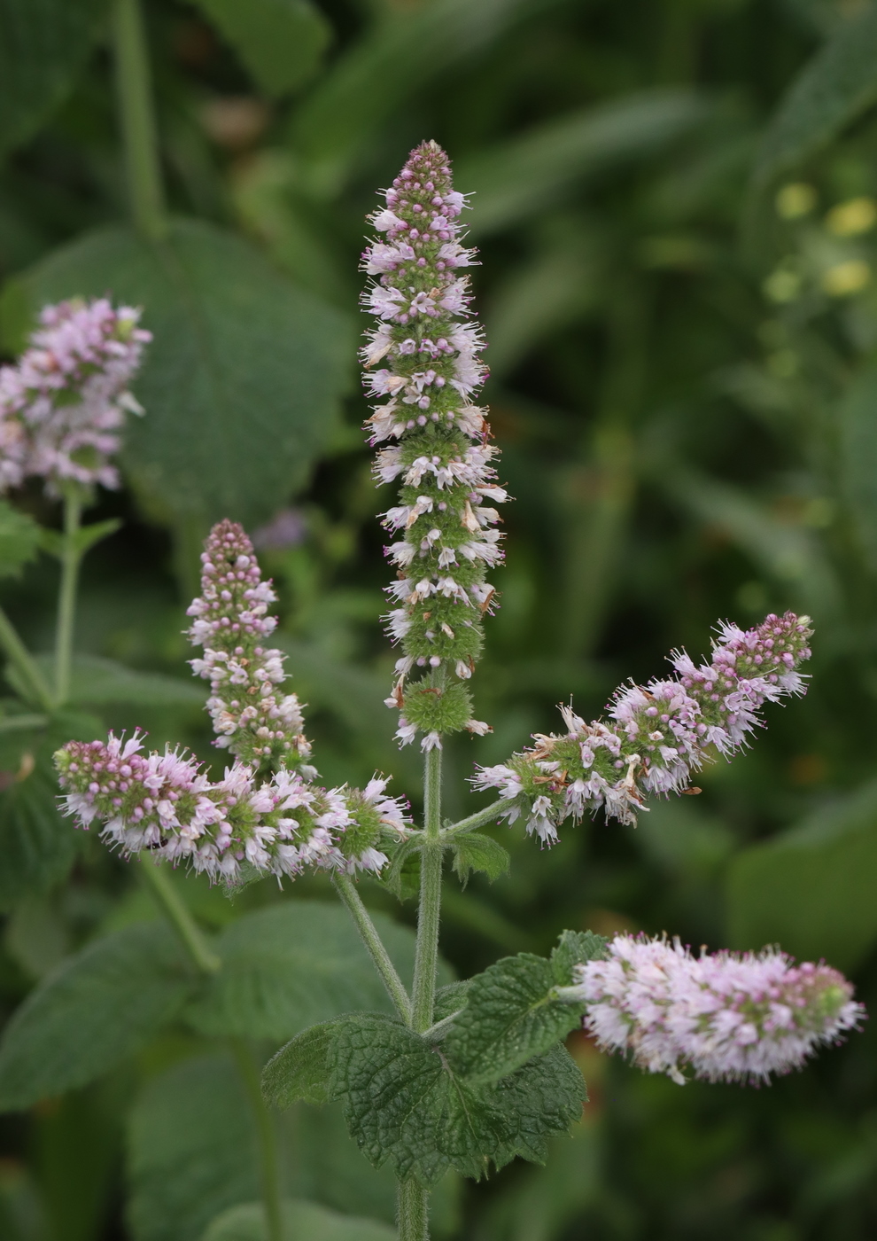 Image of Mentha suaveolens specimen.