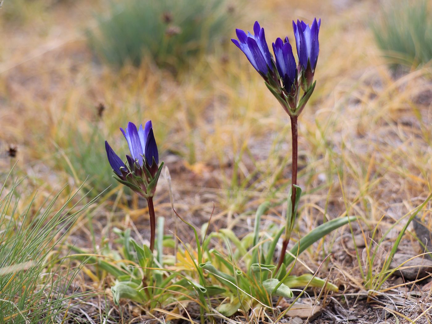 Image of Gentiana olivieri specimen.