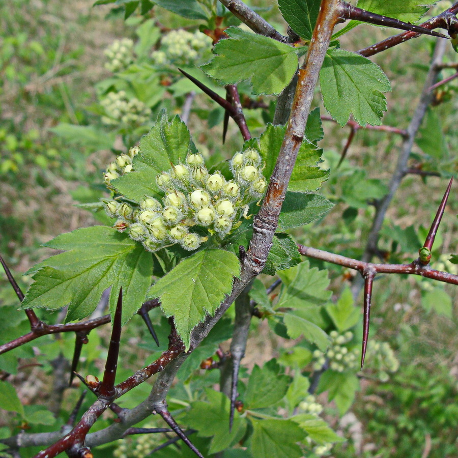 Изображение особи Crataegus maximowiczii.