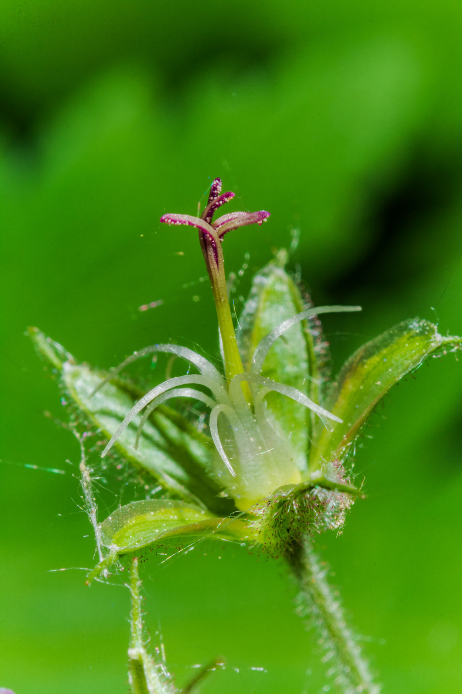 Image of Geranium sylvaticum specimen.