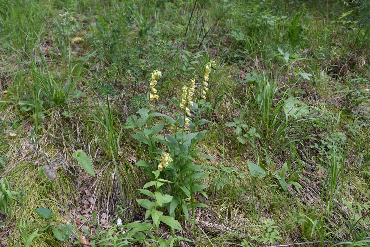 Изображение особи Digitalis grandiflora.