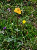 Trollius dschungaricus. Отцветающее растение в сообществе с Oxytropis, Leontopodium, Saxifraga и Carex. Киргизия, Ошская обл., Памир, Заалайский хр., долина руч. Разведывательный, ур. Луковая Поляна, ≈ 3800 м н.у.м., альпийский луг. 06.07.2022.