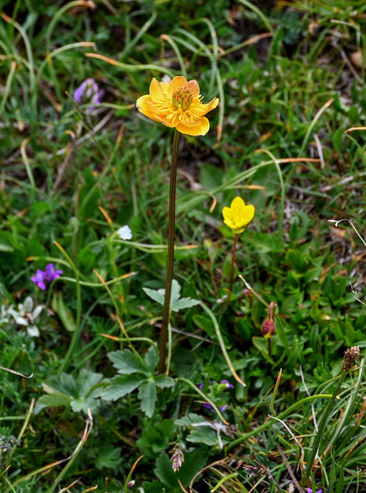 Изображение особи Trollius dschungaricus.