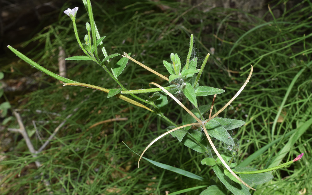 Image of Epilobium minutiflorum specimen.