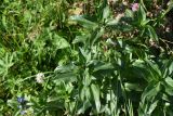 Gentiana cruciata