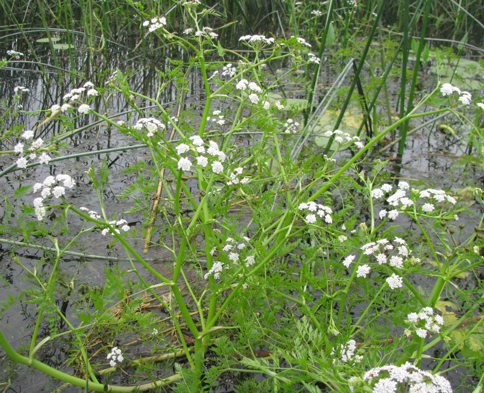 Image of Oenanthe aquatica specimen.