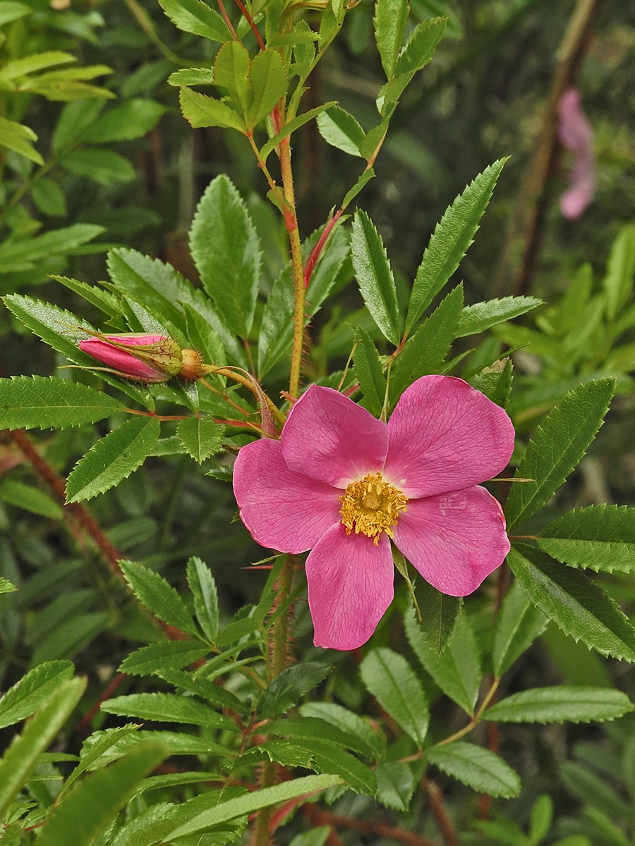 Изображение особи Rosa nitida.