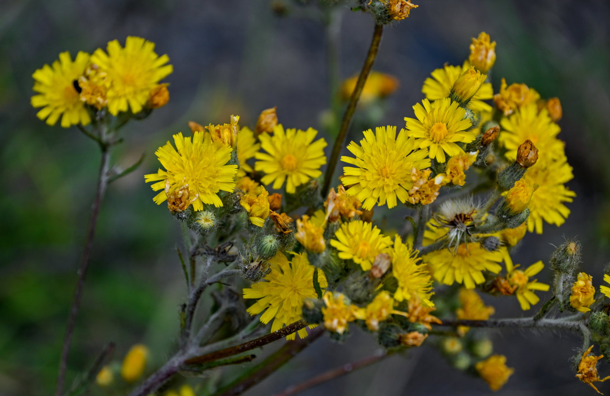 Изображение особи род Hieracium.