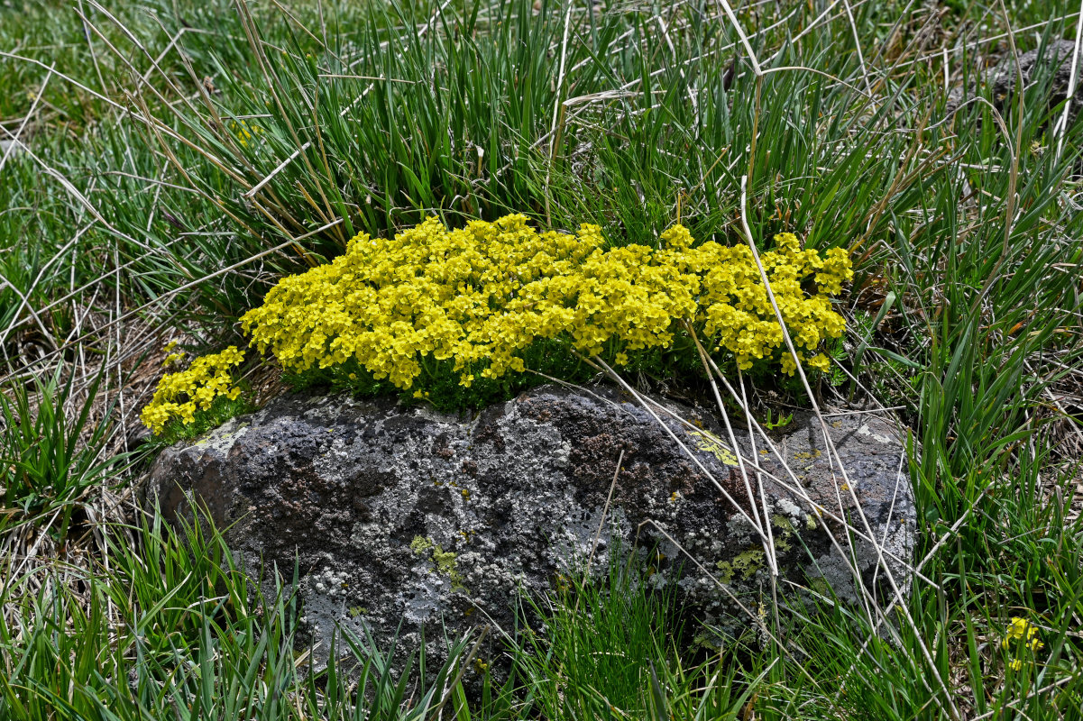 Image of genus Draba specimen.