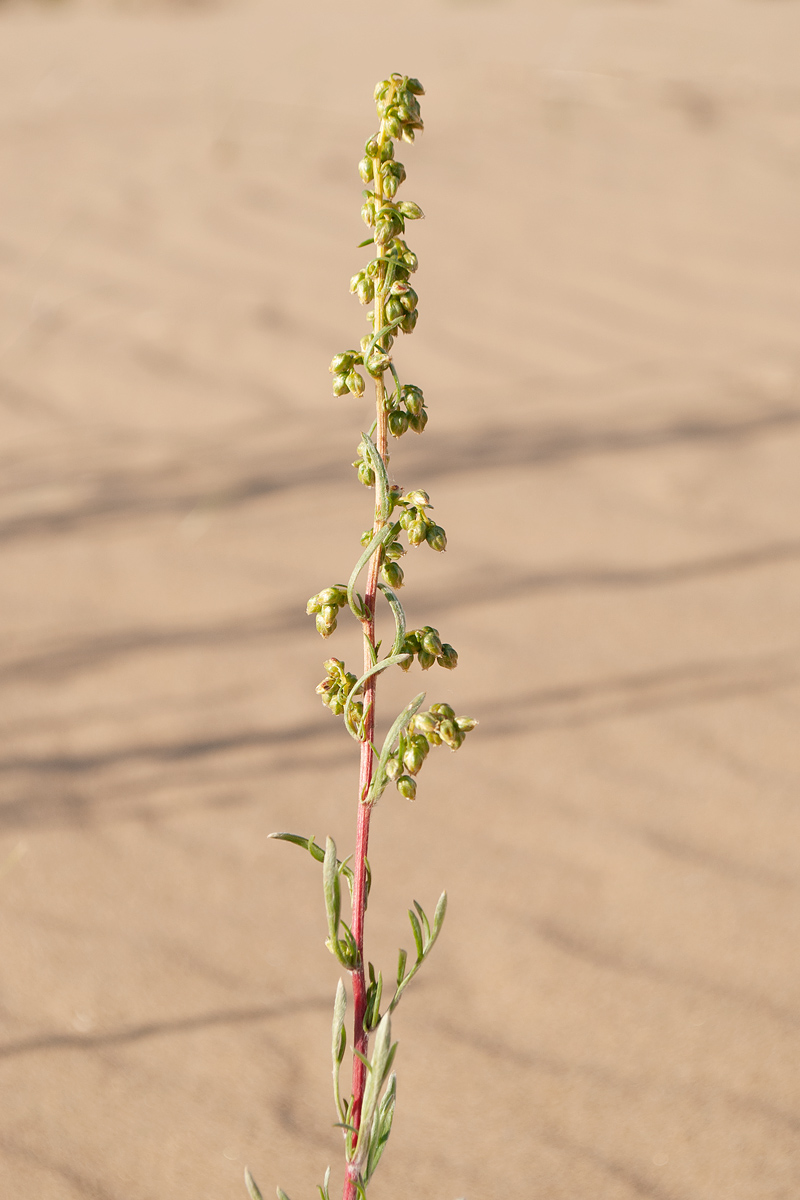 Image of genus Artemisia specimen.