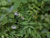 Galega officinalis. Соцветия и листья. Республика Адыгея, западная окраина пос. Каменномостский, окр. скалы Танковый Люк, луг на опушке леса. 29.07.2023.