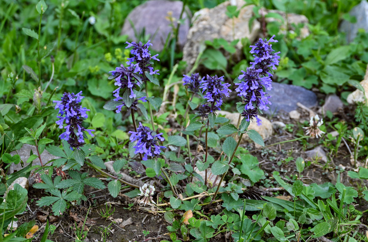 Изображение особи Dracocephalum nutans.