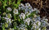 genus Thymus. Верхушки побегов с соцветиями. Армения, обл. Гегаркуник, берег оз. Севан, окр. с. Норашен, ≈ 1900 м н.у.м., каменистый участок лугового склона. 21.06.2022.