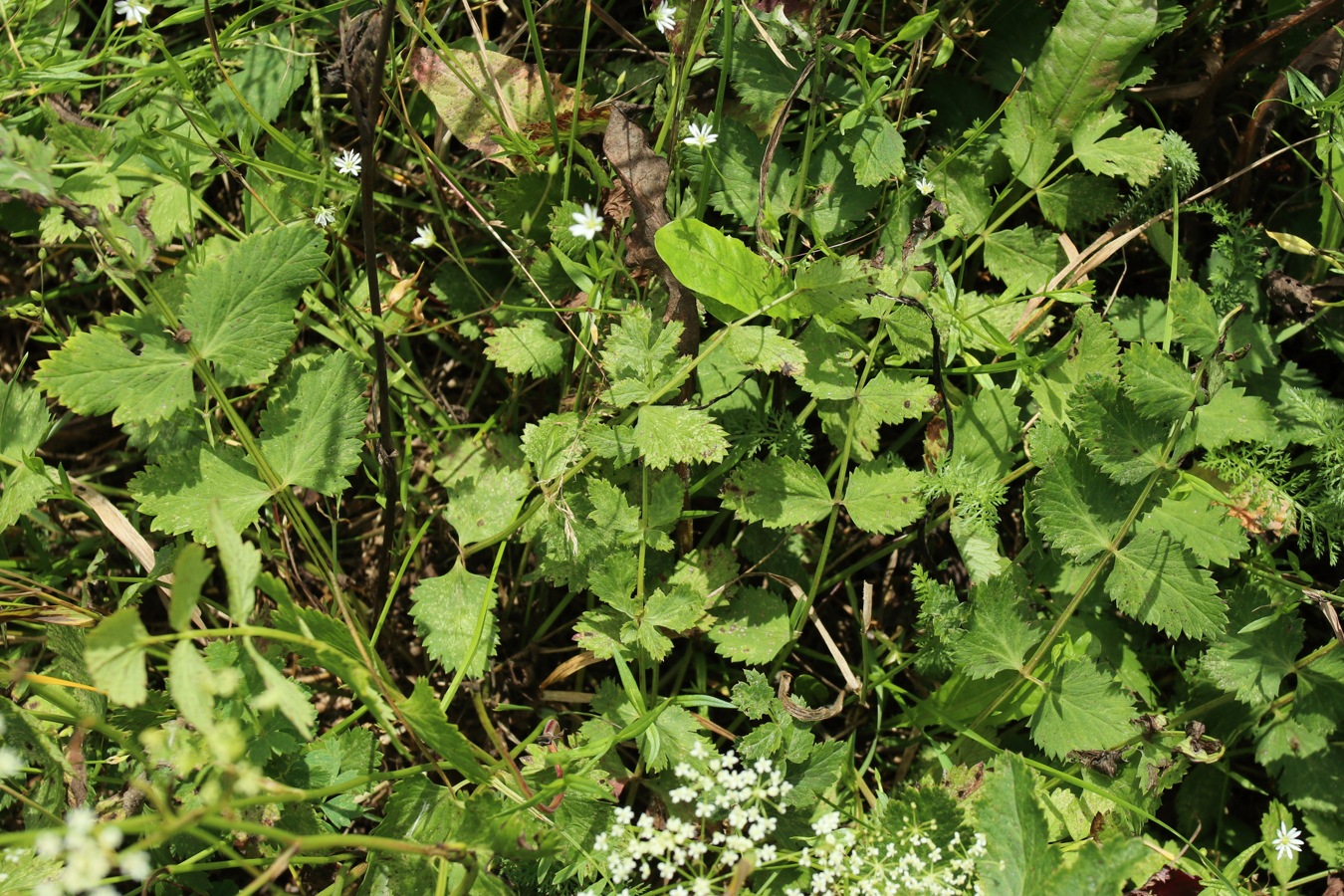 Image of Pimpinella saxifraga specimen.