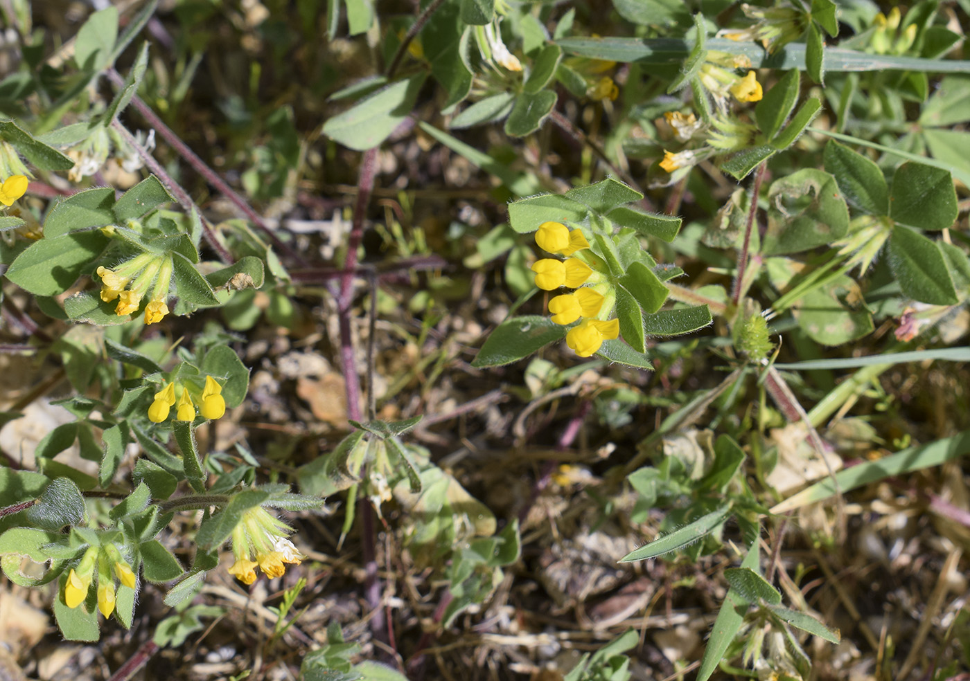 Image of Lotus ornithopodioides specimen.