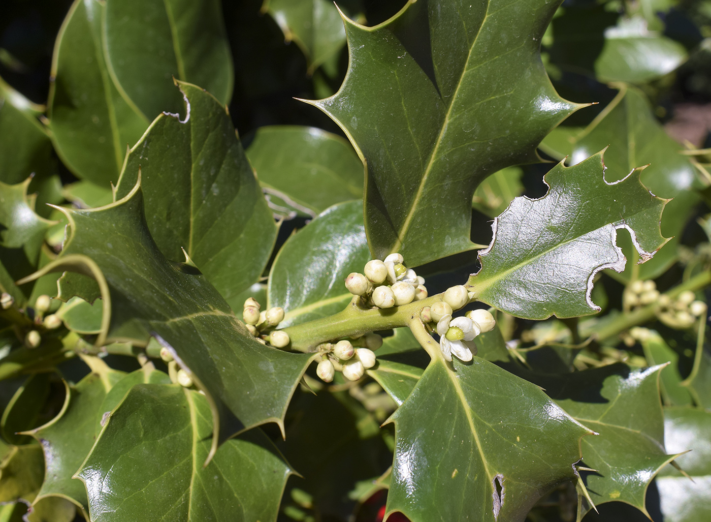 Image of Ilex aquifolium specimen.