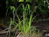 Carex pseudocyperus. Плодоносящее растение. Ульяновская обл., г. Димитровград, промзона, пойма р. Мал. Ерыкла, высохшее черноольховое болото. 21.06.2023.