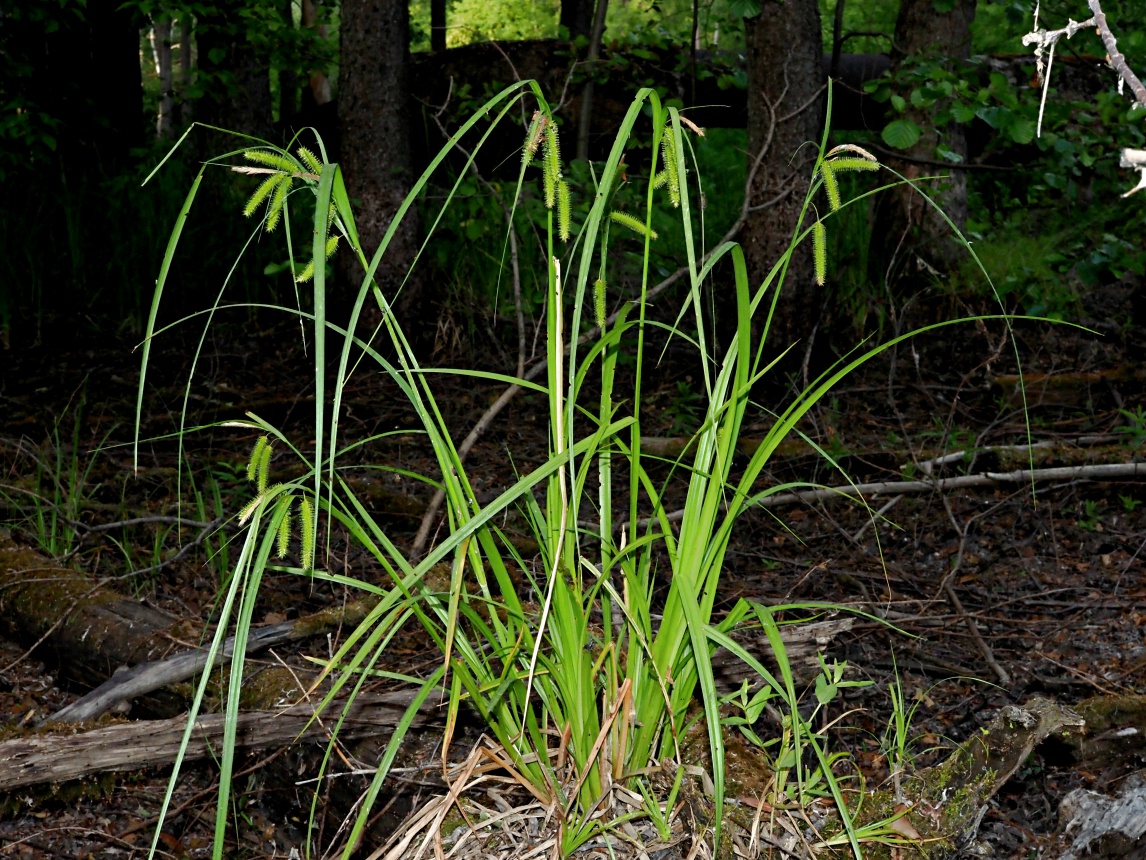 Image of Carex pseudocyperus specimen.