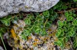 Sedum oppositifolium. Верхушки побегов. Дагестан, Гунибский р-н, природный парк \"Верхний Гуниб\", ≈ 1800 м н.у.м., каменистый участок лугового склона. 03.05.2022.