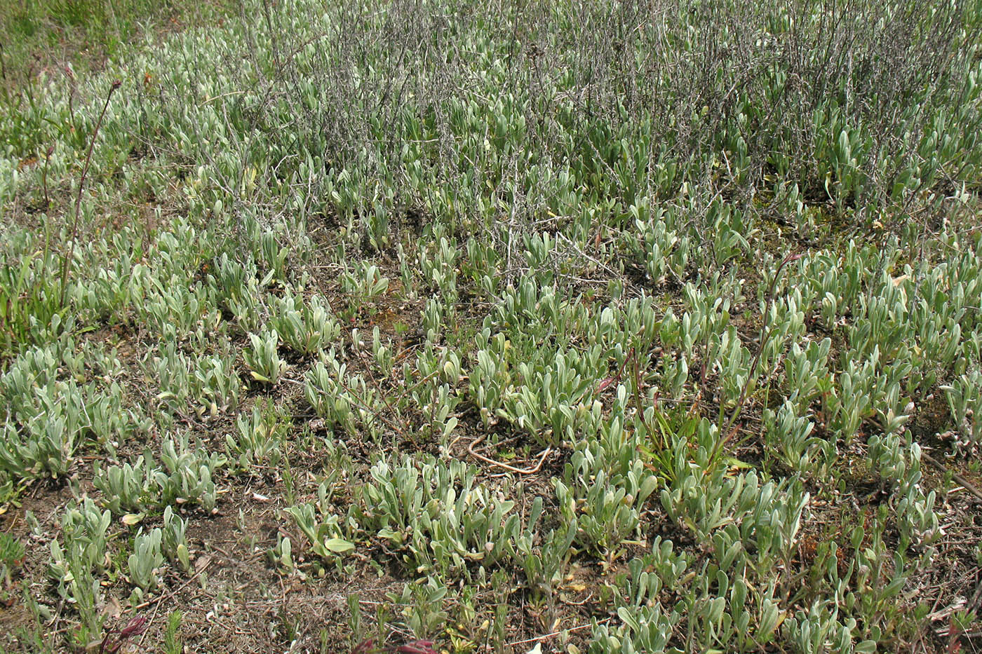 Изображение особи Helichrysum arenarium.