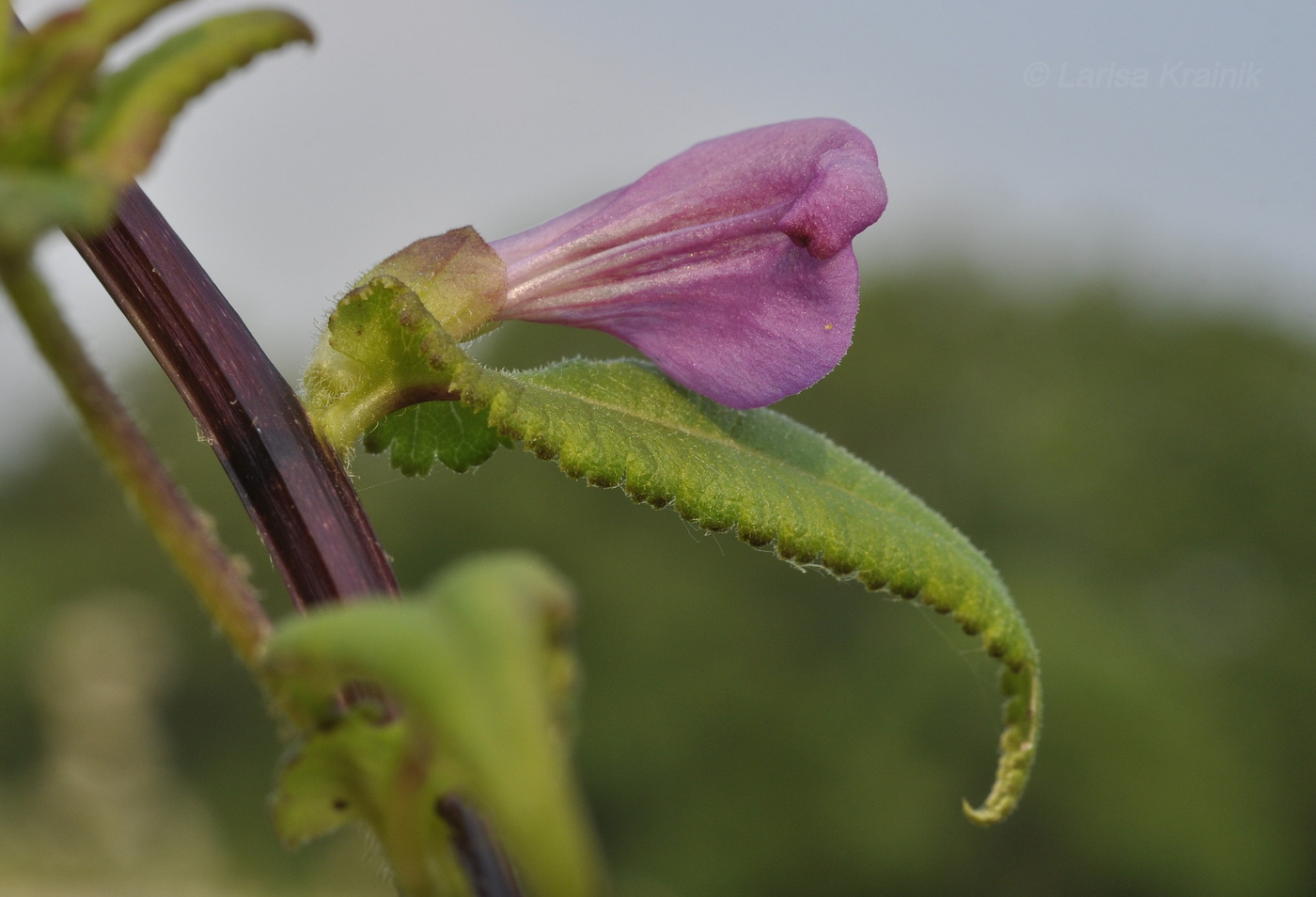 Изображение особи Pedicularis resupinata.