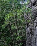 Pittosporum heterophyllum. Плодоносящее растение. Китай, Гуанси-Чжуанский автономный р-н, г. Синпин, опушка широколиственного леса, на скале. 01.06.2024.