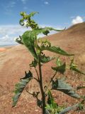 genus Atriplex. Верхушка вегетирующего растения. Восточный Казахстан, Зайсанская котловина, ур. Кеин-Кериш, пестроцветы. 2 июля 2024 г.