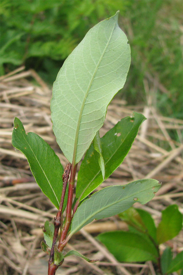 Изображение особи Salix starkeana.