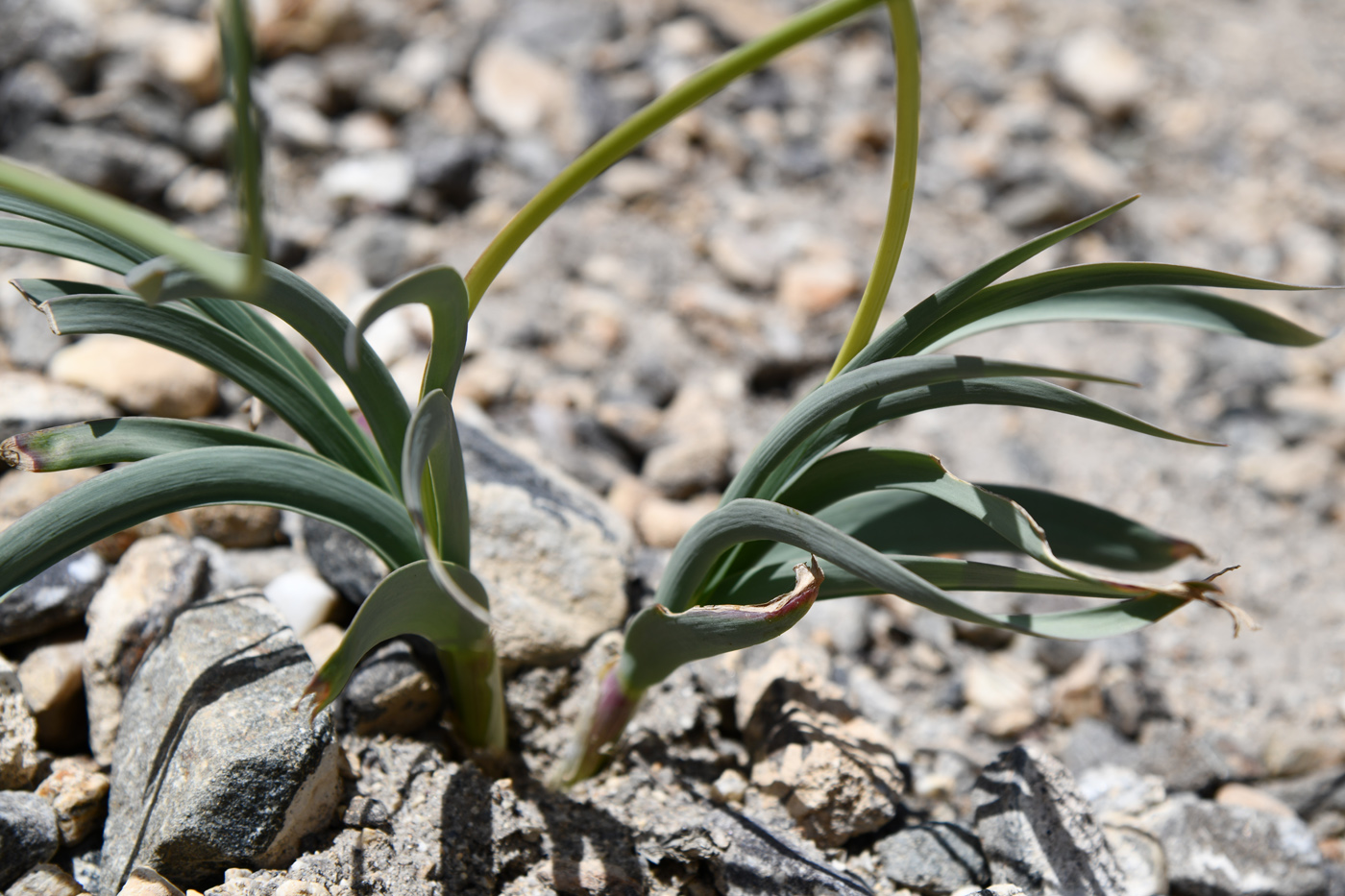 Image of Allium carolinianum specimen.