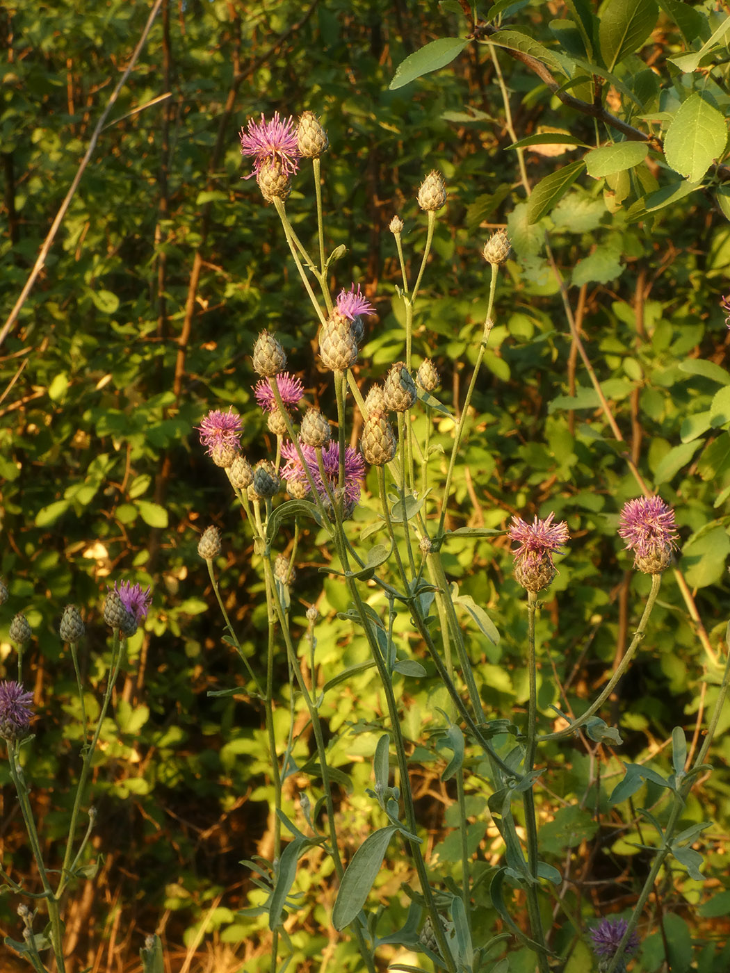 Изображение особи Centaurea scabiosa.