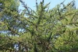 Cupressus macrocarpa. Часть кроны с шишкоягодами. Южный берег Крыма, окр. Ялты, Никитский ботанический сад, парк Монтедор. 19 августа 2019 г.