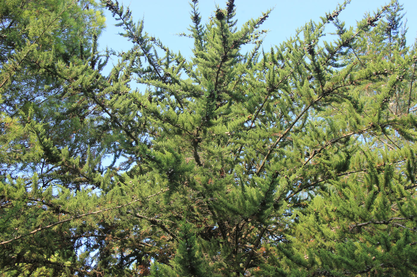 Изображение особи Cupressus macrocarpa.