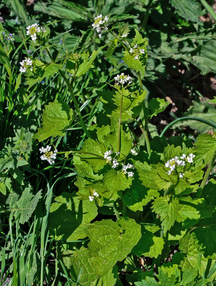 Image of Alliaria petiolata specimen.