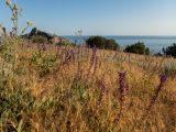 Salvia tesquicola. Цветущие и плодоносящие растения в сообществе с Centaurea salonitana (слева). Крым, Южный Берег, окр. пос. Новый Свет, экотропа на Царский пляж к северу от мыса Пещерный, луг. 07.06.2024.