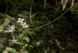 семейство Brassicaceae. Верхушка цаетущего и плодоносящего побега. Свердловская обл., Красноуфимский округ, Саргаинский сельский совет, окр. пос. Саргая, сосновый бор на вершине прибрежного холма, в моховой подушке на скальном останце. 19 августа 2023 г.