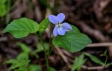 Viola riviniana. Верхушка цветущего растения. Брянская обл., г. Брянск, долина р. Десна, широколиственный лес. 02.05.2024.