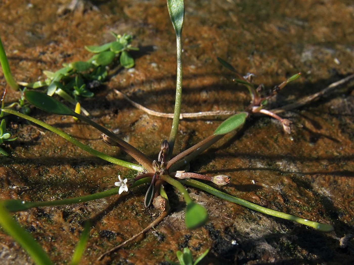 Image of Limosella aquatica specimen.